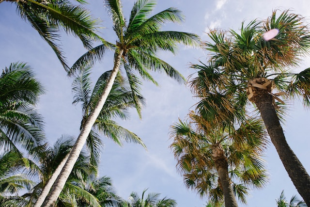 Fort Lauderdale Palm Trees